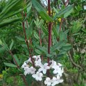 Lonicera standishii fleur